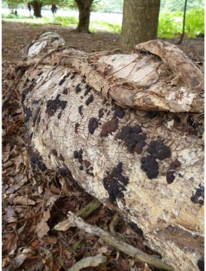On birch wood in Brentwood, UK.